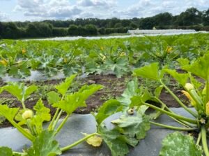 courgette-bio-morbihan