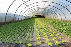 plantation-bio-morbihan