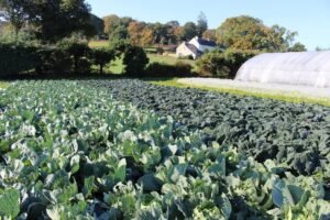 chou-bio-morbihan