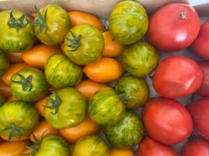 tomates-zébrée-bio-morbihan