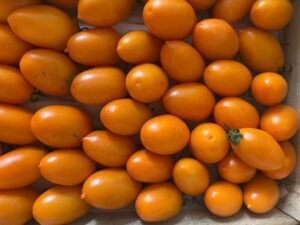 tomates-charnues-bio-morbihan
