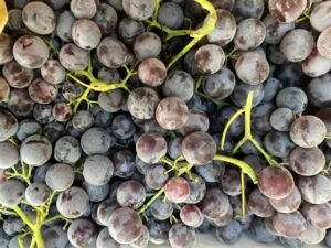 raisin-bio-morbihan