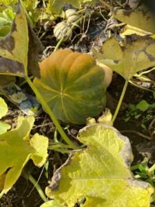 citrouille-bio-morbihan